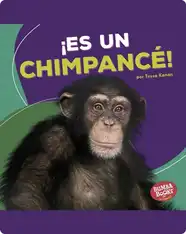 ¡Es un chimpancé! (It's a Chimpanzee!)