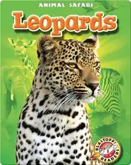 Leopards: Animal Safari