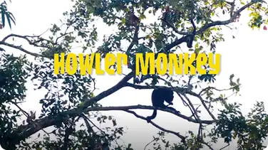 Gabby Wild and The Howler Monkeys book