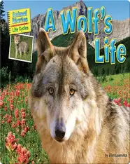 A Wolf's Life