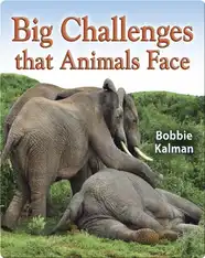 Big Challenges that Animals Face