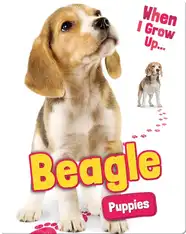 Beagle Puppies
