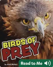 Birds Of Prey