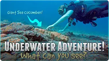 Underwater Adventure! What can YOU See? book