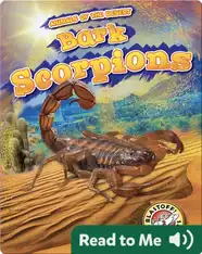 Bark Scorpions