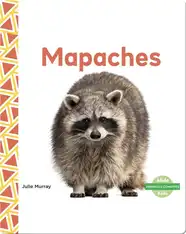 Mapaches