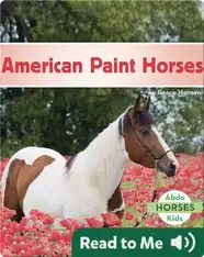 American Paint Horses
