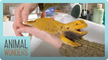 Keeping a Bearded Dragon Healthy book