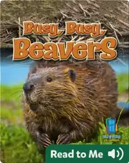 Busy, Busy, Beavers