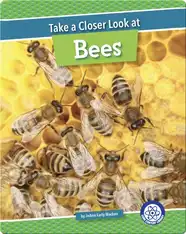 Take a Closer Look at Bees