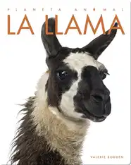 Planeta Animal: La Llama