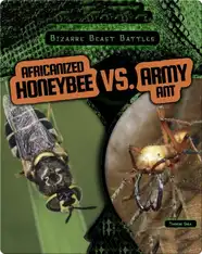 Africanized Honeybee vs. Army Ant