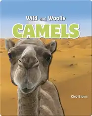 Camels