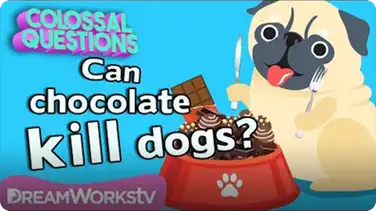 Will Chocolate Kill Your Dog? | COLOSSAL QUESTIONS book