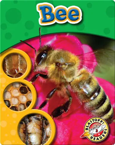 The Life Cycle of a Bee book