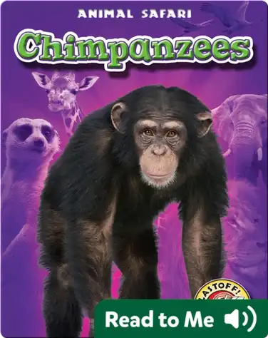 Chimpanzees: Animal Safari book