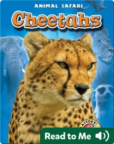 Cheetahs: Animal Safari book