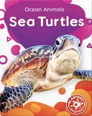Ocean Animals: Sea Turtles