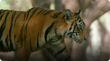 Natural World: Raising Tiger Cubs book