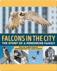 Falcons in the City: The Story of a Peregine Family