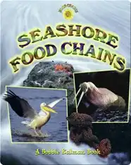 Seashore Food Chains