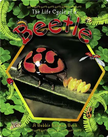 The Life Cycle of a Beetle book