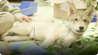 Meet Shadow, a Wolf Pup With a Ferocious Appetite book