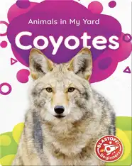 Animals in My Yard: Coyotes