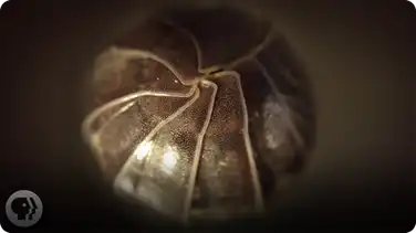 Roly Polies Came From the Sea to Conquer the Earth book