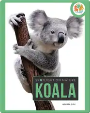 Spotlight on Nature: Koala