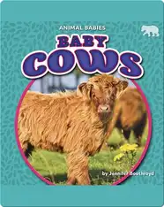 Animal Babies: Baby Cows