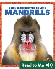Science Behind the Colors: Mandrills