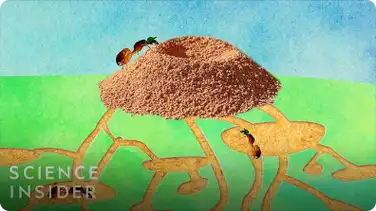 What's Inside an Anthill? book