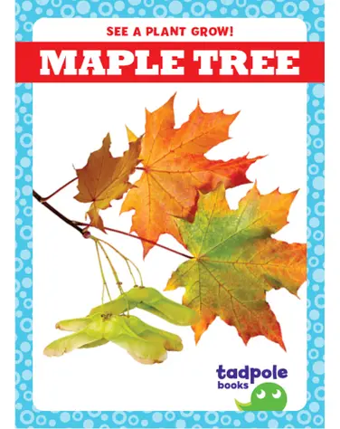 See a Plant Grow!: Maple Tree book