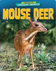 Awesome Animals: Mouse Deer
