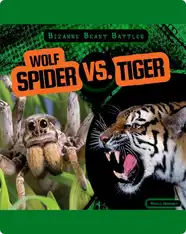 Bizarre Beast Battles: Wolf Spider vs. Tiger