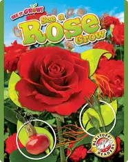 See a Rose Grow