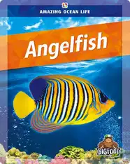 Angelfish
