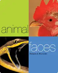 Animal Faces