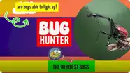 The Weirdest Bugs
