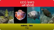 Animal DNA - Fish