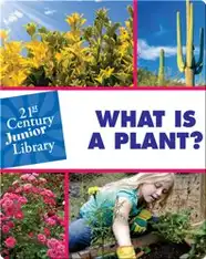 What Is A Plant