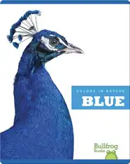 Colors In Nature: Blue
