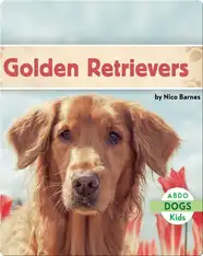 Golden Retrievers