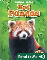Red Pandas: Animal Safari