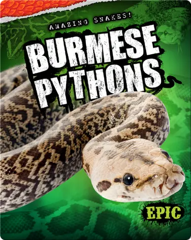 Amazing Snakes! Burmese Pythons book