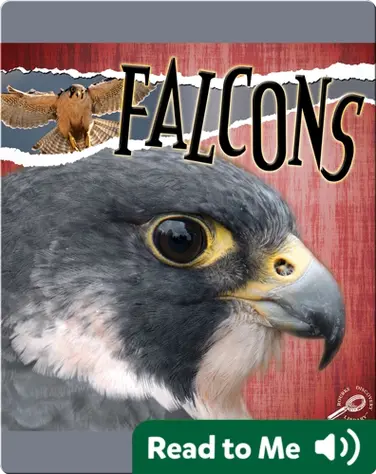 Raptors: Falcons book