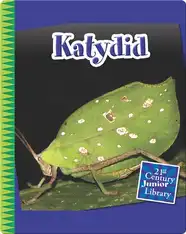 Katydid