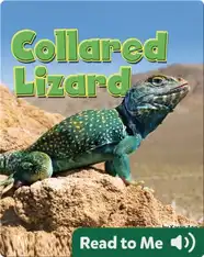 Collared Lizard