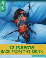 12 Insects Back From The Brink